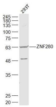 SUHW1/ZNF280 Rabbit Polyclonal Antibody