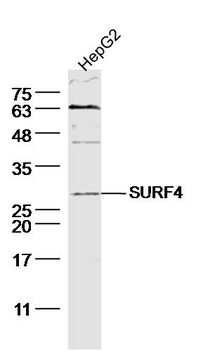 SURF4 Rabbit Polyclonal Antibody
