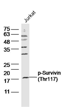 Phospho-Survivin (Thr117) Rabbit Polyclonal Antibody