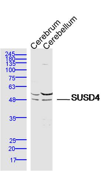 SUSD4 Rabbit Polyclonal Antibody