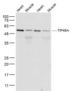 RUVBL1 Rabbit Polyclonal Antibody