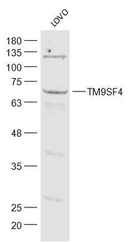 TM9SF4 Rabbit Polyclonal Antibody