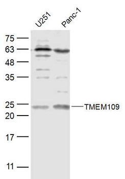TMEM109 Rabbit Polyclonal Antibody