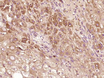 TMPRSS11D Rabbit Polyclonal Antibody
