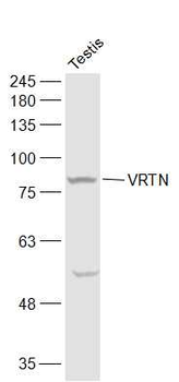 VRTN Rabbit Polyclonal Antibody