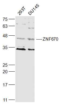 ZNF670 Rabbit Polyclonal Antibody