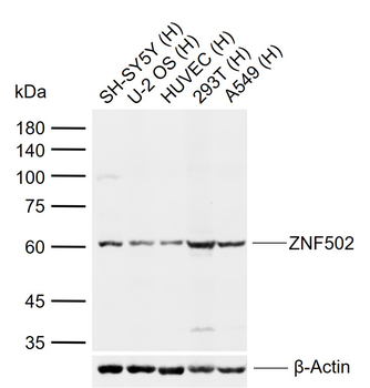 ZNF502 Rabbit Polyclonal Antibody