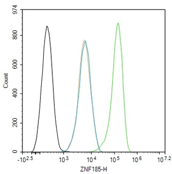 ZNF185 Rabbit Polyclonal Antibody