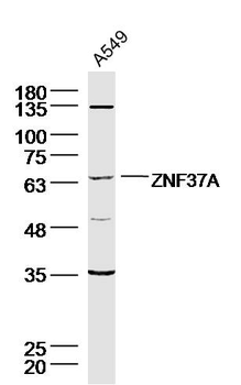 ZNF37A Rabbit Polyclonal Antibody