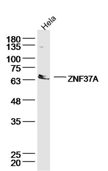 ZNF37A Rabbit Polyclonal Antibody