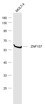 ZNF157 Rabbit Polyclonal Antibody