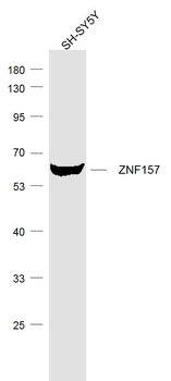 ZNF157 Rabbit Polyclonal Antibody