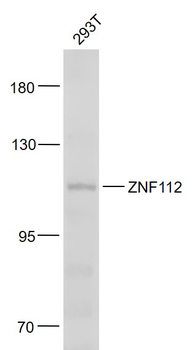ZNF112 Rabbit Polyclonal Antibody