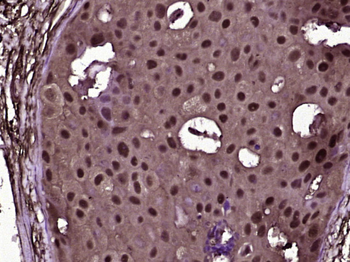 ZNF492 Rabbit Polyclonal Antibody