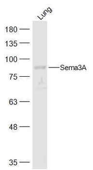 Sema3A Rabbit Polyclonal Antibody