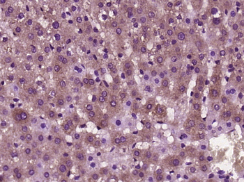 Sclerostin Rabbit Polyclonal Antibody
