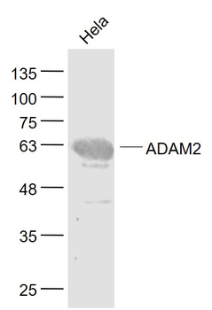 ADAM2 Rabbit Polyclonal Antibody