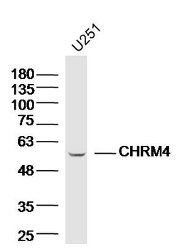 CHRM4 Rabbit Polyclonal Antibody
