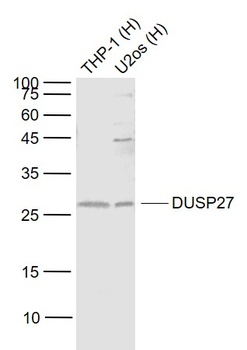 DUSP27 Rabbit Polyclonal Antibody
