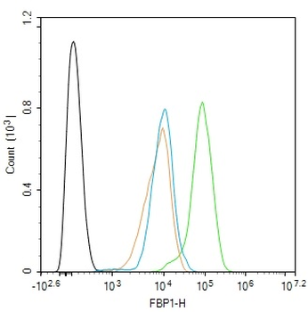 FBP1 Rabbit Polyclonal Antibody