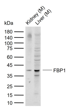 FBP1 Rabbit Polyclonal Antibody