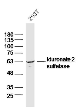 Iduronate 2 sulfatase Rabbit Polyclonal Antibody