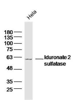 Iduronate 2 sulfatase Rabbit Polyclonal Antibody