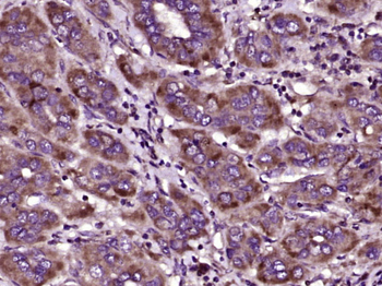 OOSP1 Rabbit Polyclonal Antibody