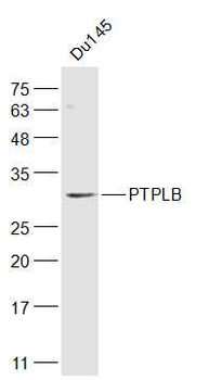 PTPLB Rabbit Polyclonal Antibody