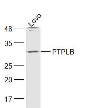 PTPLB Rabbit Polyclonal Antibody