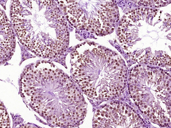 PUS7L Rabbit Polyclonal Antibody