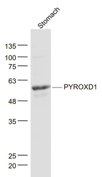 PYROXD1 Rabbit Polyclonal Antibody