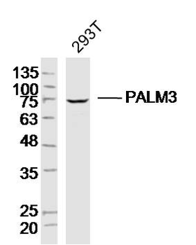 PALM3 Rabbit Polyclonal Antibody
