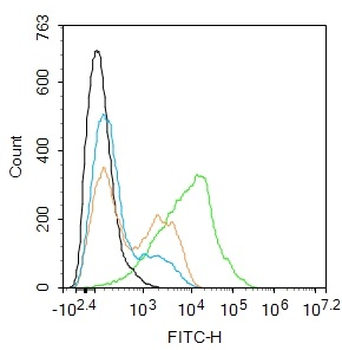 RAB42 Rabbit Polyclonal Antibody