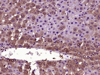 RABIF Rabbit Polyclonal Antibody