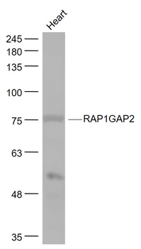 RAP1GAP2 Rabbit Polyclonal Antibody