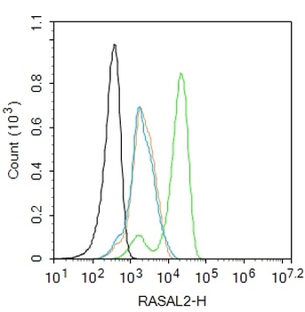 RASAL2 Rabbit Polyclonal Antibody