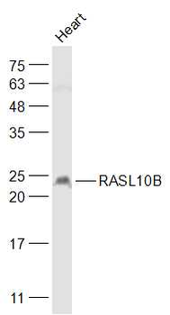RASL10B Rabbit Polyclonal Antibody