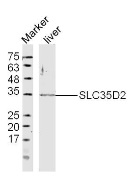 SLC35D2 Rabbit Polyclonal Antibody