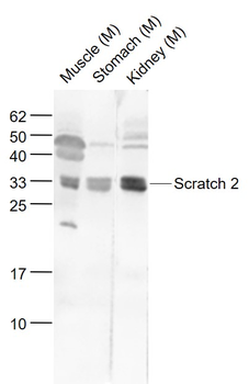 Scratch 2 Rabbit Polyclonal Antibody