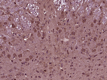 SCRG1 Rabbit Polyclonal Antibody