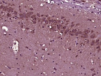 SCRG1 Rabbit Polyclonal Antibody