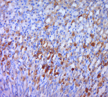 Sec14L3 Rabbit Polyclonal Antibody