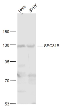 SEC31B Rabbit Polyclonal Antibody