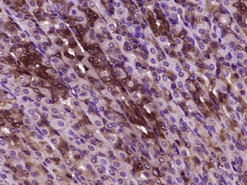 SEC61B Rabbit Polyclonal Antibody
