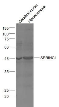 SERINC1 Rabbit Polyclonal Antibody