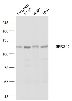 SFRS15 Rabbit Polyclonal Antibody