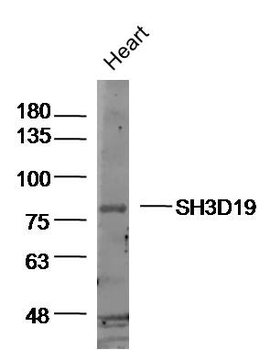 SH3D19 Rabbit Polyclonal Antibody