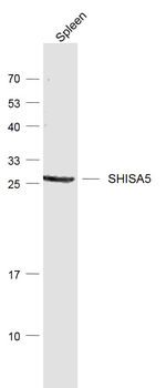 SHISA5 Rabbit Polyclonal Antibody