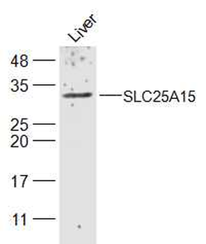SLC25A11 Rabbit Polyclonal Antibody
